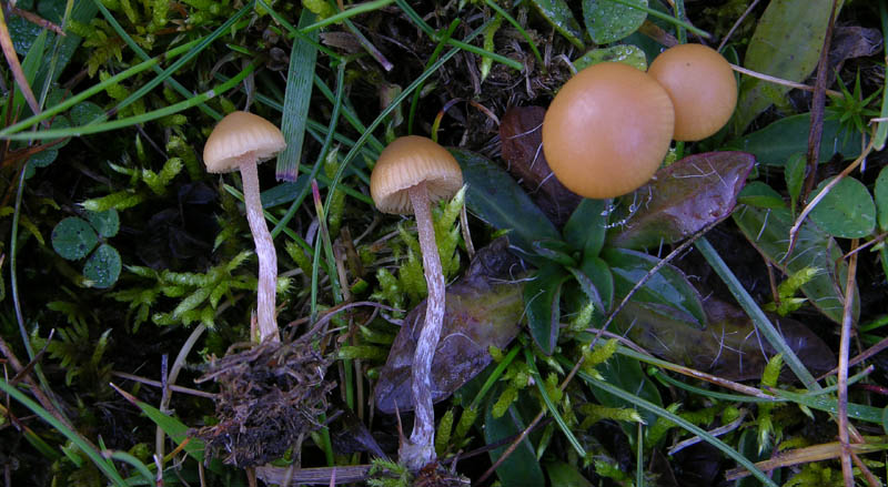 Galerina da determinare n�12.